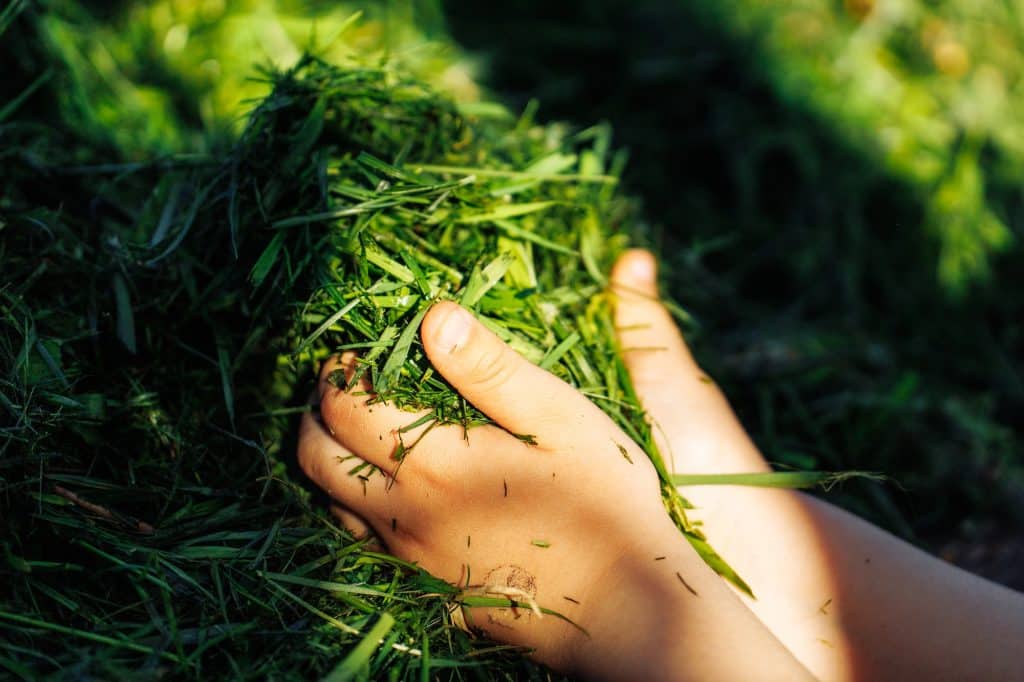 Cropped closeup human hands holding green fresh natural cut grass , compost as eco fertilizer